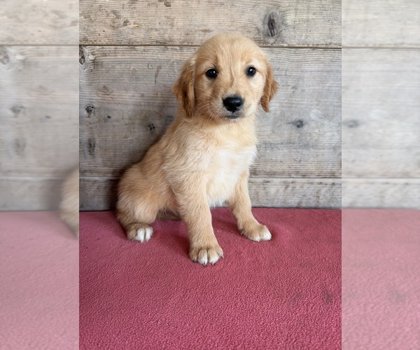 Medium Photo #1 Golden Retriever Puppy For Sale in VERMONTVILLE, MI, USA