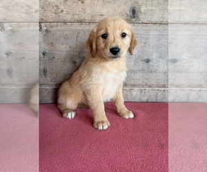 Golden Retriever Puppy for sale in VERMONTVILLE, MI, USA