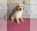 Image preview for Ad Listing. Nickname: Litter of 10