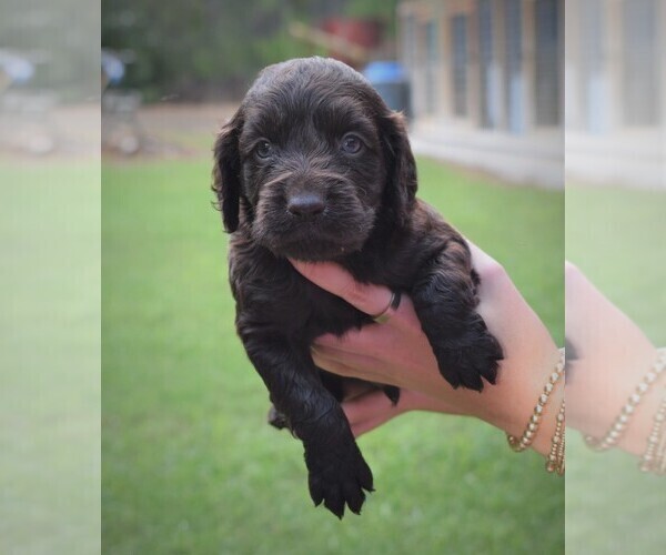 Medium Photo #8 Boykin Spaniel Puppy For Sale in FITZGERALD, GA, USA