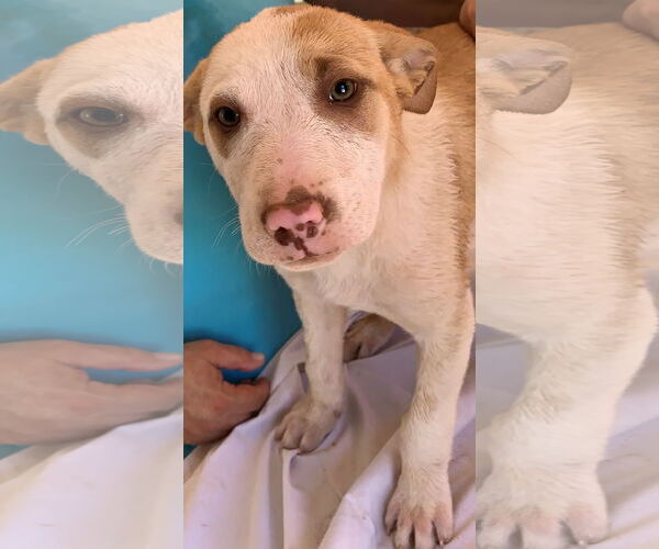 Medium Photo #5 Chow Chow-Unknown Mix Puppy For Sale in Cottonwood, AZ, USA