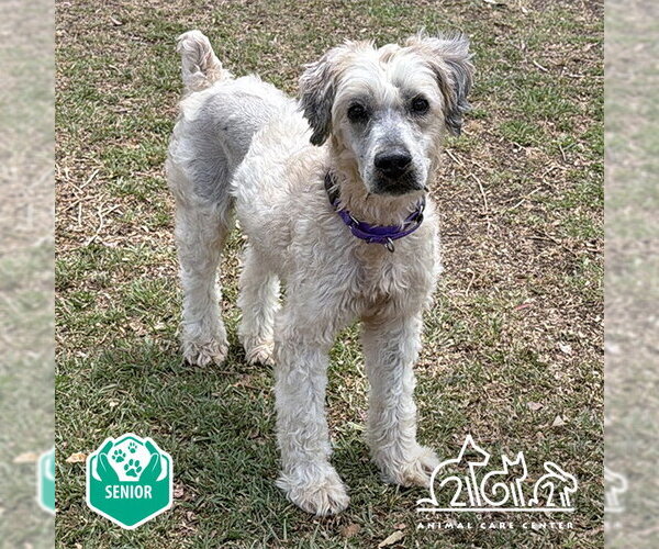 Medium Photo #2 - Mix Puppy For Sale in Irvine, CA, USA