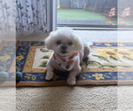 Small Maltipoo (Toy)