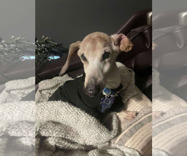 Medium Photo #2 Mutt Puppy For Sale in Gulfport, MI, USA