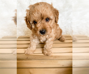 Irish Doodle-Poodle (Miniature) Mix Puppy for Sale in WILMOT, Ohio USA