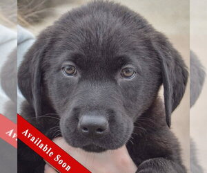 Mutt Dogs for adoption in Huntley, IL, USA