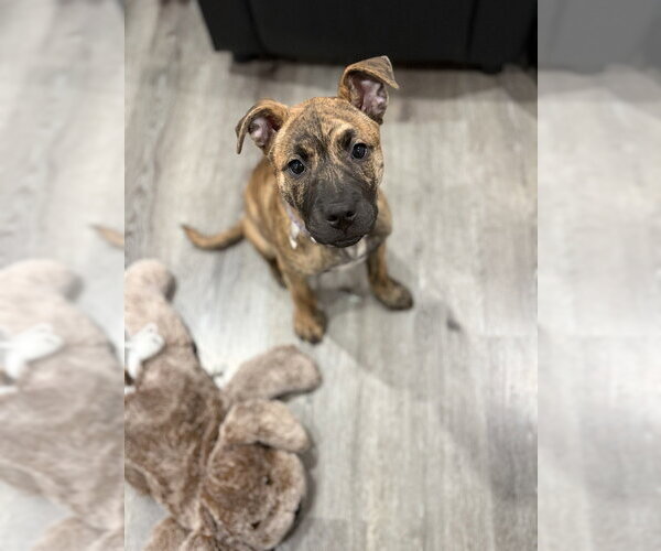 Medium Photo #21 American Staffordshire Terrier Puppy For Sale in Brewster, NY, USA