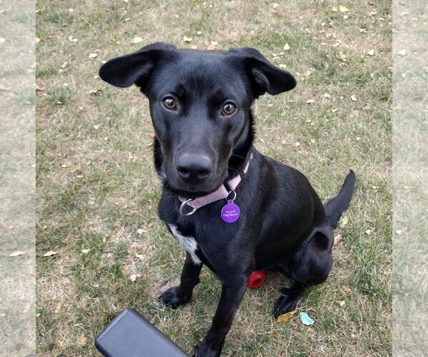Medium Photo #1 Spaniel-Unknown Mix Puppy For Sale in Fargo, ND, USA