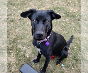 Medium Spaniel Mix
