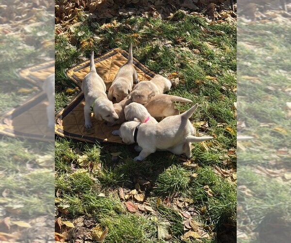 Medium Photo #2 Labrador Retriever Puppy For Sale in TWIN FALLS, ID, USA