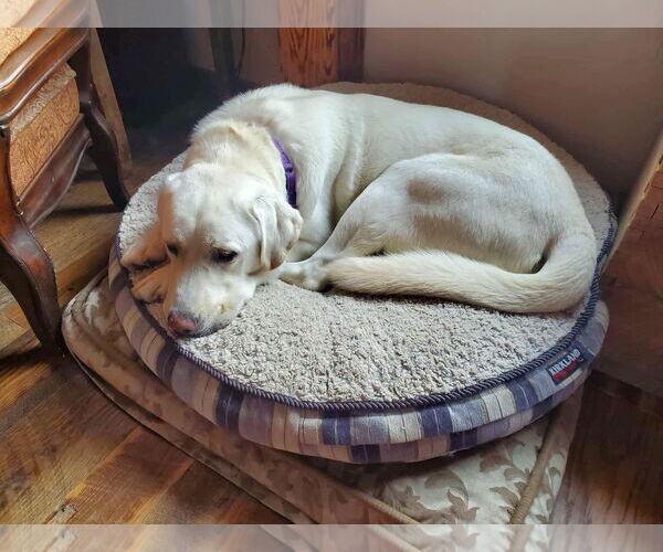 Medium Photo #4 - Mix Puppy For Sale in Bountiful, UT, USA