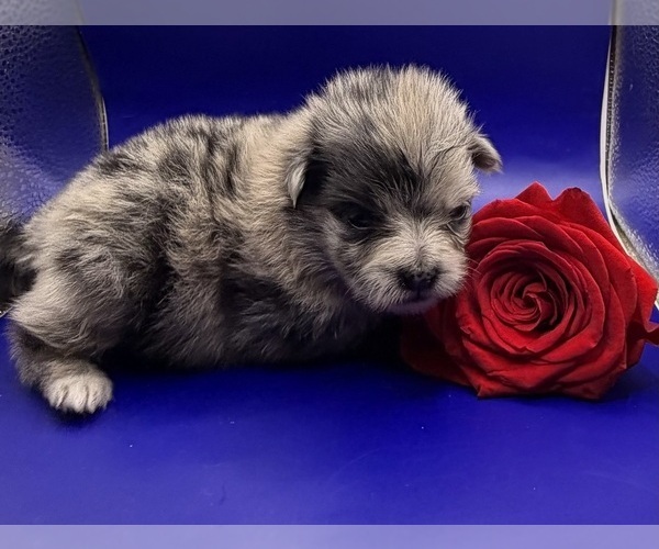 Medium Photo #3 Pomeranian Puppy For Sale in PORTLAND, ME, USA