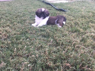 Pekingese Puppy for sale in FORNEY, TX, USA