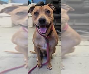 American Pit Bull Terrier Dogs for adoption in Stockton, CA, USA