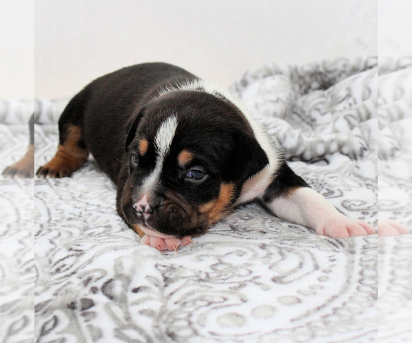 Medium Photo #1 American Bully Puppy For Sale in PARKLAND, WA, USA