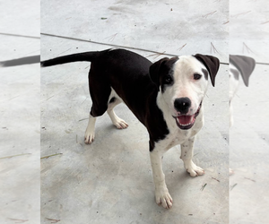 American Pit Bull Terrier-Labrador Retriever Mix Dogs for adoption in Oakhurst, NJ, USA