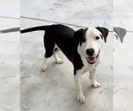 Small American Pit Bull Terrier-Labrador Retriever Mix