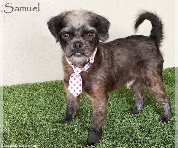Medium Photo #1 Pug-A-Poo Puppy For Sale in San Diego, CA, USA