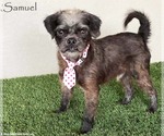 Small Pug-A-Poo