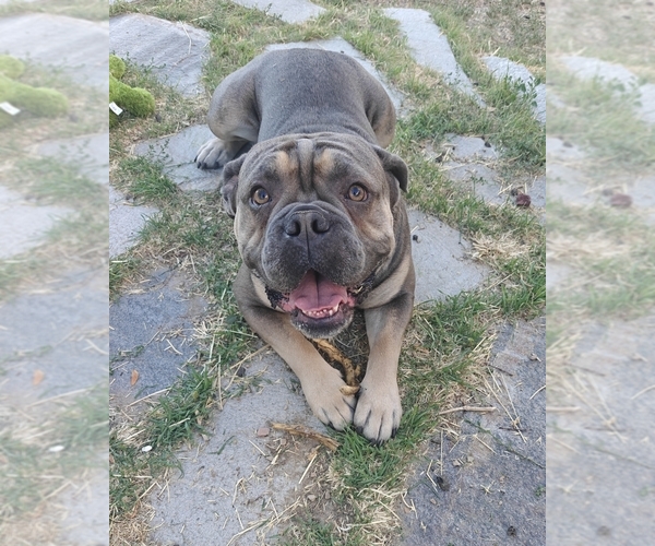 Medium Photo #1 Olde English Bulldogge Puppy For Sale in TOOELE, UT, USA
