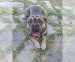 Small Photo #1 Olde English Bulldogge Puppy For Sale in TOOELE, UT, USA