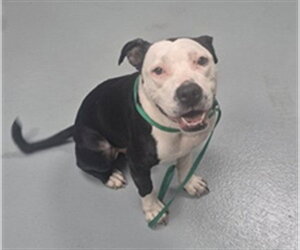 Mutt Dogs for adoption in St. Cloud, FL, USA