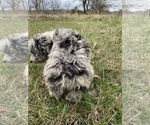 Small Photo #8 Aussiedoodle Puppy For Sale in MYRTLE, MO, USA