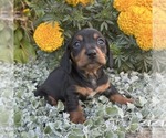 Small #3 Dachshund