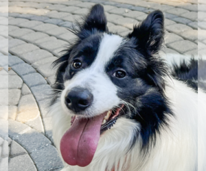 Border Collie Dogs for adoption in San Ramon, CA, USA