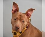 Small #1 American Staffordshire Terrier Mix