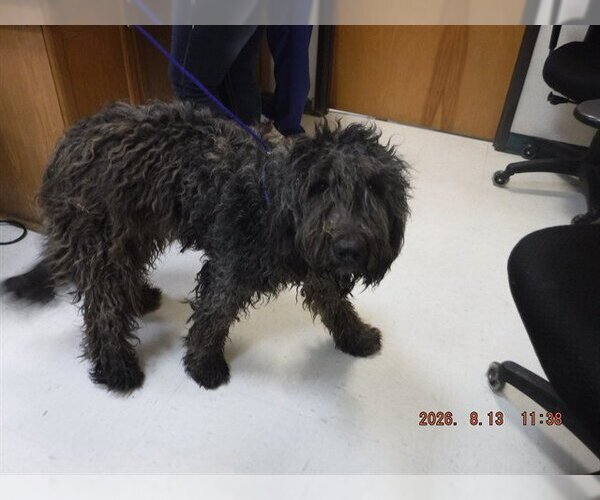 Medium Photo #1 Poodle (Standard)-Unknown Mix Puppy For Sale in Oroville, CA, USA