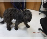 Small Poodle (Standard) Mix