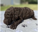 Small Photo #73 Goldendoodle Puppy For Sale in HOWARD CITY, MI, USA