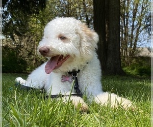 Mother of the Lagotto Romagnolo puppies born on 04/22/2025