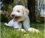 Small Photo #1 Lagotto Romagnolo Puppy For Sale in VANCOUVER, WA, USA