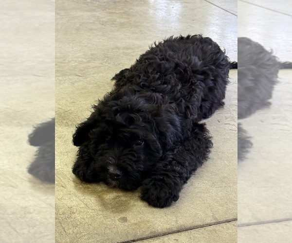 Medium Photo #3 Bernedoodle Puppy For Sale in BROWNSTOWN, IN, USA