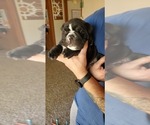 Small Photo #9 English Bulldog Puppy For Sale in DERBY, KS, USA