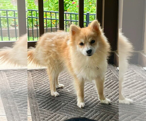 Medium Photo #2 Pomeranian-Unknown Mix Puppy For Sale in Germantown, OH, USA