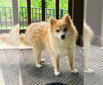 Small #1 Pomeranian Mix