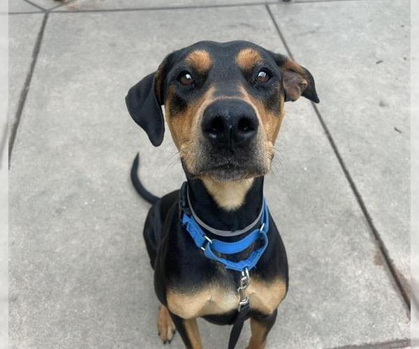 Medium Photo #1 Doberman Pinscher Puppy For Sale in Martinez, CA, USA