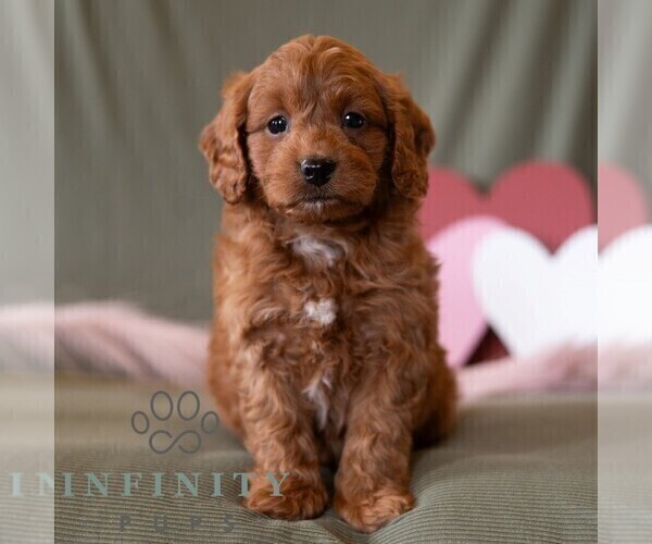 Medium Photo #1 Cavapoo (Miniature) Puppy For Sale in DORNSIFE, PA, USA