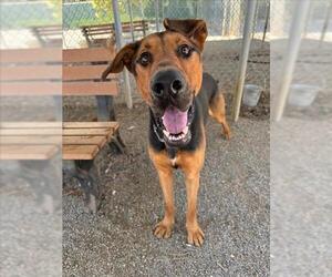 German Shepherd Dog-Unknown Mix Dogs for adoption in Woodland, CA, USA