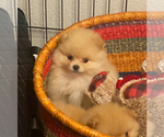 Puppy Puppy 2 Pomeranian