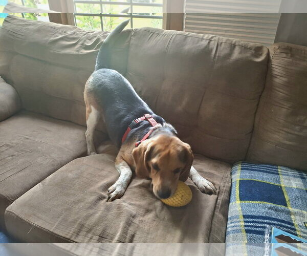 Medium Photo #3 Beagle Puppy For Sale in Coldwater, MI, USA