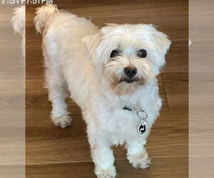Maltese Dogs for adoption in Foristell, MO, USA