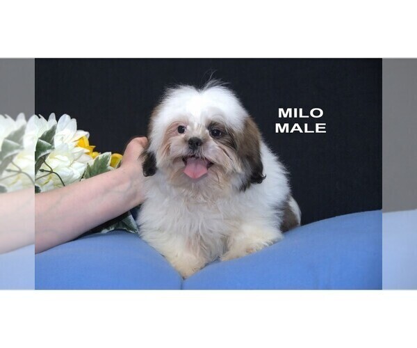 Medium Photo #4 Shih Tzu Puppy For Sale in CLARE, MI, USA