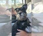Small Photo #1 Schnauzer (Miniature) Puppy For Sale in HESPERIA, CA, USA