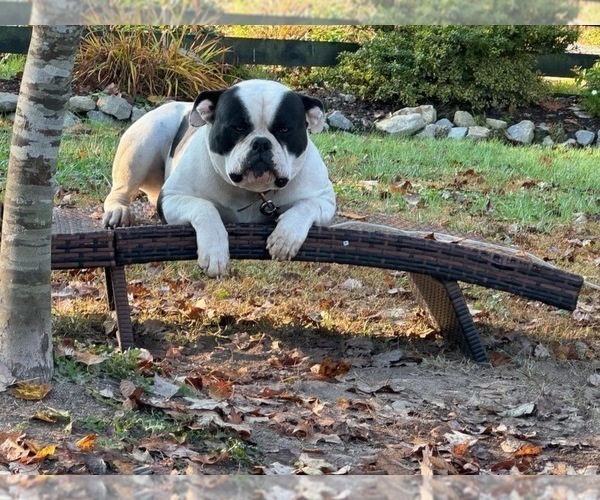 Medium Photo #1 American Bulldog Puppy For Sale in COLUMBIA, KY, USA