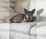 Small #1 Mutt