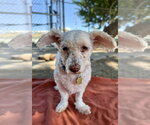 Small #1 Poodle (Miniature) Mix
